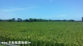 桃園市中壢區月眉路930坪農地農地 桃園市中壢區月眉路930坪農地農地