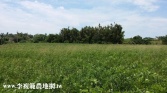 桃園市中壢區聖德路153坪農舍農地 桃園市中壢區聖德路153坪農舍農地