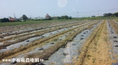 桃園市中壢區月眉月桃路420坪農地農地 桃園市中壢區月眉月桃路420坪農地農地